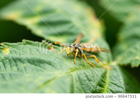 Wasp on the green leaf in nature.Insect 90647331