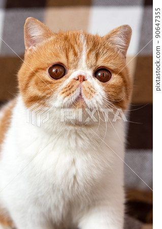A beautiful kitten of the exotic shorthair breed sits on the brown background. Color cream with white, blurred focus A beautiful kitten of the exotic shorthair breed sits on the brown background. Color cream with white, blurred focus 90647355