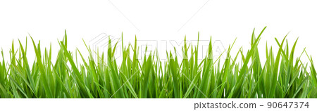 green grass isolated green grass isolated 90647374