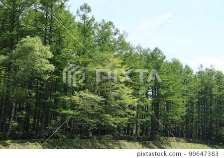 上高地春天風景信州風景 上高地春天風景信州風景 90647383