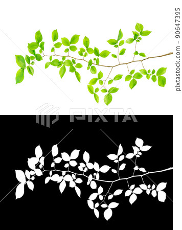 branch of tree isolated with leaves with clipping path and alpha channel branch of tree isolated with leaves with clipping path and alpha channel 90647395