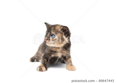 Gray kitten isolated on a white background.. 90647445