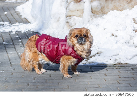 Small little Pekingese dog in winter.. Small little Pekingese dog in winter.. 90647500