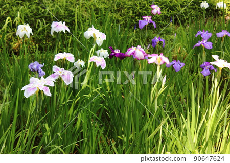 Hanashobu in full bloom at Koishikawa Korakuen (4) 90647624