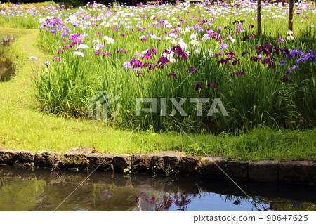 陽光下盛開的小石川後樂園的花菖蒲 (5) 90647625