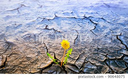 plant growing in desert drought concept plant growing in desert drought concept 90648075
