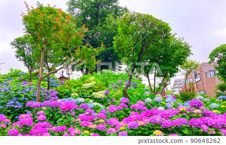 Hakusan Shrine, a famous place for hydrangea in Tokyo Hakusan Hakusan Shrine, a famous place for hydrangea in Tokyo Hakusan 90648262