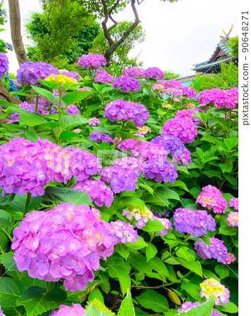白山神社，東京白山著名的繡球花聖地 90648271