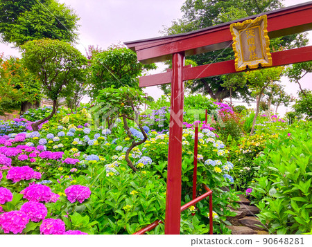 Hakusan Shrine, a famous place for hydrangea in Tokyo Hakusan Hakusan Shrine, a famous place for hydrangea in Tokyo Hakusan 90648281