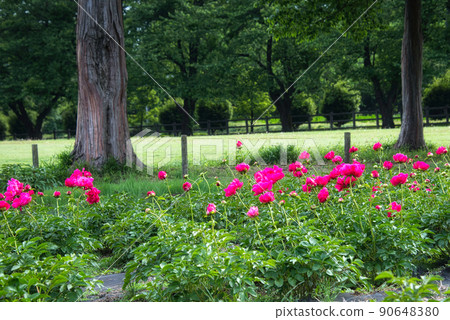 A landscape of beautifully blooming bright red-purple peonies A landscape of beautifully blooming bright red-purple peonies 90648380