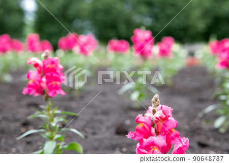 從此花開 從此花開 90648787