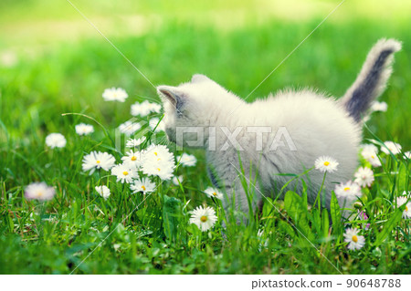 Cute little kitten walking in the daisy flower lawn in summer Cute little kitten walking in the daisy flower lawn in summer 90648788