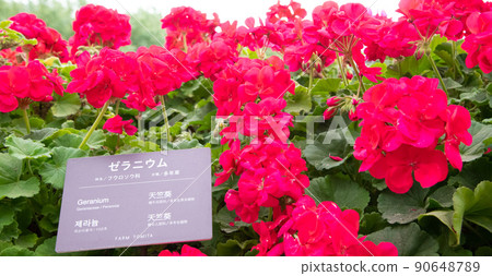 Crimson geranium Crimson geranium 90648789