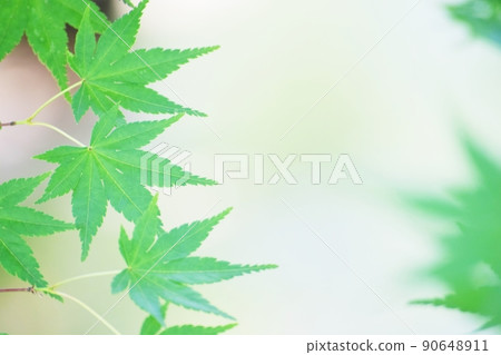 Fresh green leaves 90648911