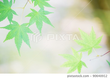 Fresh green leaves 90648912