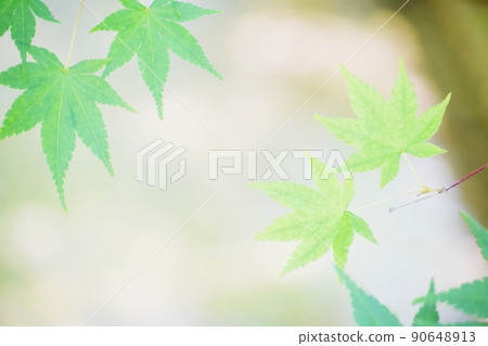 Fresh green leaves Fresh green leaves 90648913