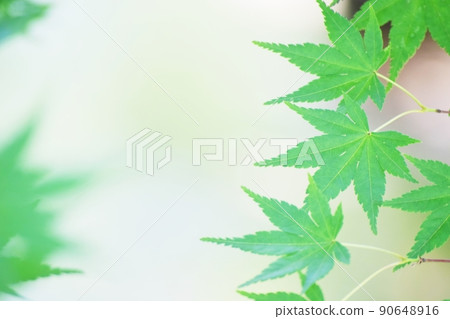 Fresh green leaves Fresh green leaves 90648916