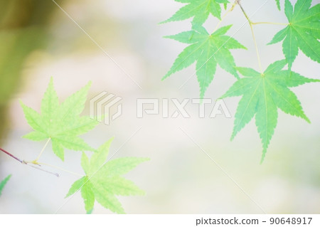 Fresh green leaves 90648917