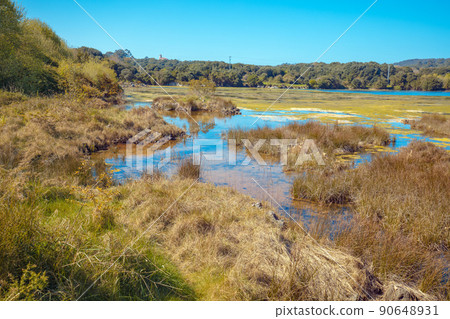 A picturesque wild nature. Natural Reserve (Natural resources) Marisma de Joyel. Cantabria, Spain, Europe 90648931