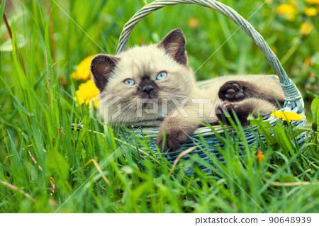 Little kitten sitting in a basket on the grass Little kitten sitting in a basket on the grass 90648939