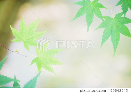新鮮的綠葉 新鮮的綠葉 90648945