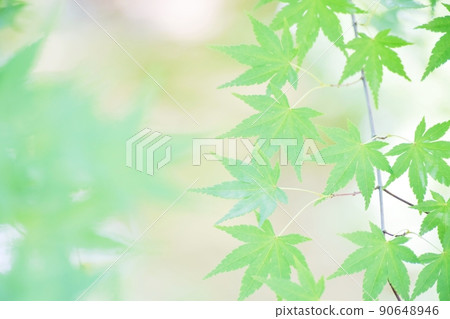 Fresh green leaves Fresh green leaves 90648946