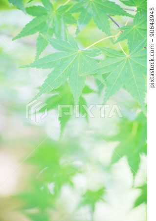 Fresh green leaves Fresh green leaves 90648948