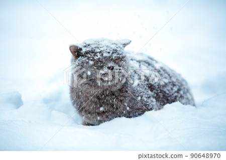 Blue British Shorthair cat sitting on snow during a snowstorm Blue British Shorthair cat sitting on snow during a snowstorm 90648970