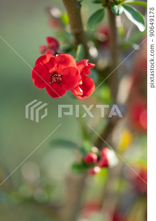 美麗的木瓜花 90649178