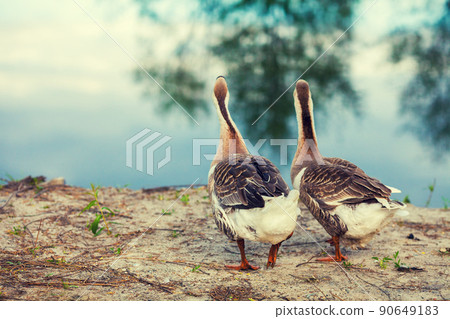 Two geese strolling along the lake shore Two geese strolling along the lake shore 90649183