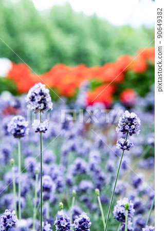 lavender 90649382
