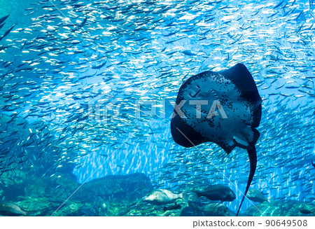 Sendai Uminomori Aquarium A group of giant rays and sardines looks like they are laughing at this place Sendai Uminomori Aquarium A group of giant rays and sardines looks like they are laughing at this place 90649508