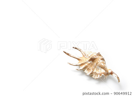 Spider shell Spider shell 90649912