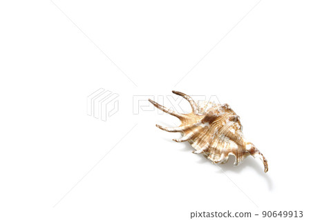 Spider shell Spider shell 90649913