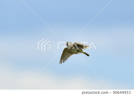 Lark Lark 90649953