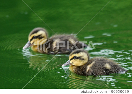 Chicks in the gulls 90650029