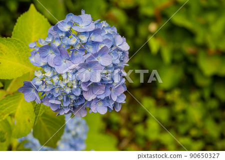 下田公園--城山公園--繡球花 90650327
