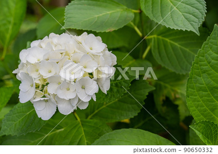 Shimoda Park --Shiroyama Park --Hydrangea 90650332