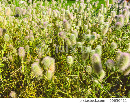 The plowed clover grows in the meadow. fluffy, beautiful, green plant. meadow grasses. benefit from nature. small plants in green grass. red clover The plowed clover grows in the meadow. fluffy, beautiful, green plant. meadow grasses. benefit from nature. small plants in green grass. red clover 90650411