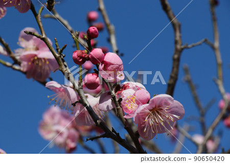 Plum blossoms in full bloom 90650420