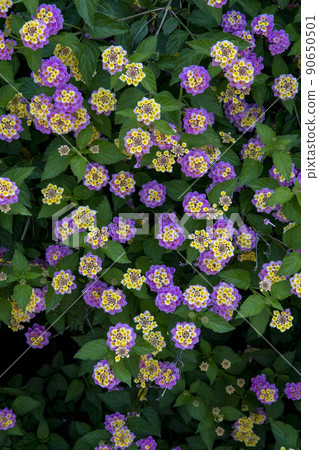 Lantana flowers in full bloom 90650501