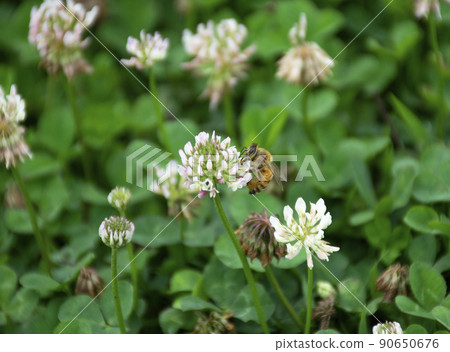There are many clover flowers. Bees are collecting nectar on the flowers. 90650676