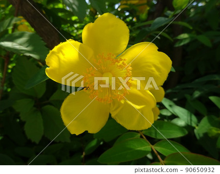 Yellow flower 90650932