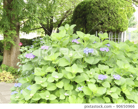 神奈川縣橫濱市中區山手外交官洋館洋溢著異國風情 90650966