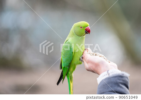 Parakeets of London. Feral parakeets in Great Britain Parakeets of London. Feral parakeets in Great Britain 90651049