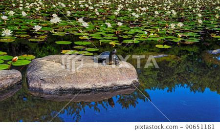 Turtle and lotus flower 90651181