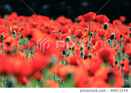 [北海道中富良野町] 東方罌粟，色彩斑斕的春天 90651249