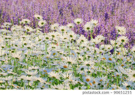 [Nakafurano-cho, Hokkaido] Spring colorful field, French chrysanthemum 90651255
