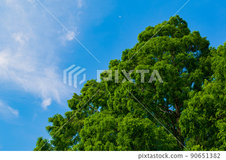 An airplane running in the blue sky and a fresh green tree 90651382
