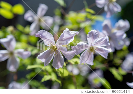 Clematis Prince Charles Clematis Prince Charles 90651414